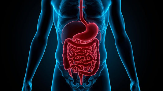 Les bienfaits de l’Ube pour la digestion